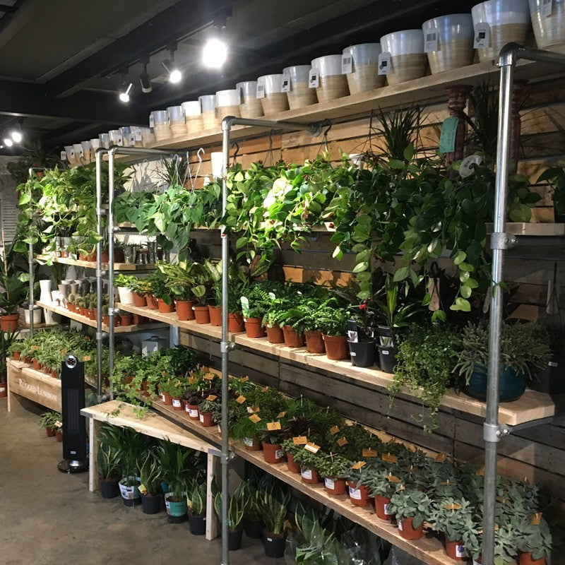 Scaffold storage systems - Greenhouses, Garage shelves